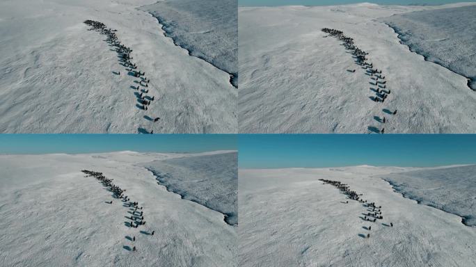 航拍青藏高原雪山河流牧区放牧牦牛群