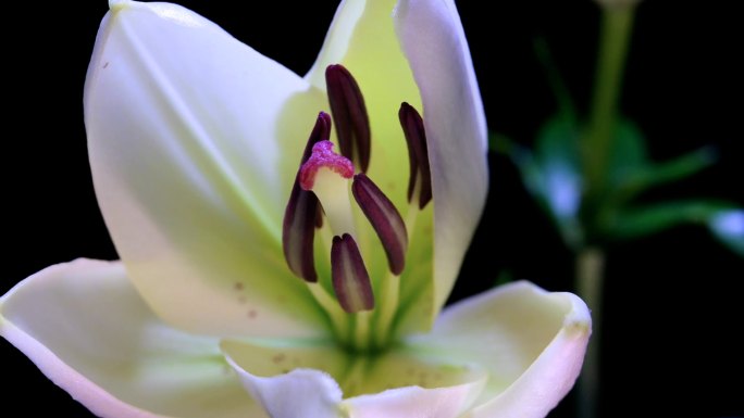 百合开花延时摄影 花蕊