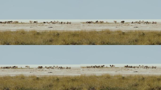一群野生动物在纳米比亚埃托沙国家公园干涸的湖边奔跑