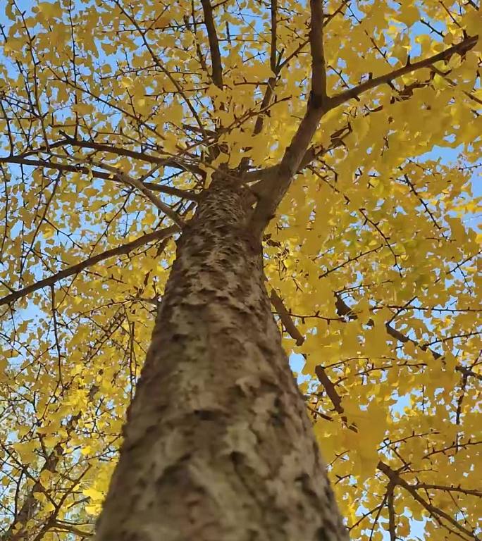 实景系列 秋天的银杏