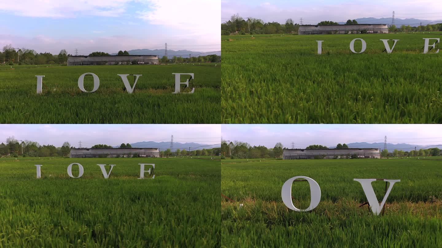 水稻田爱情符号