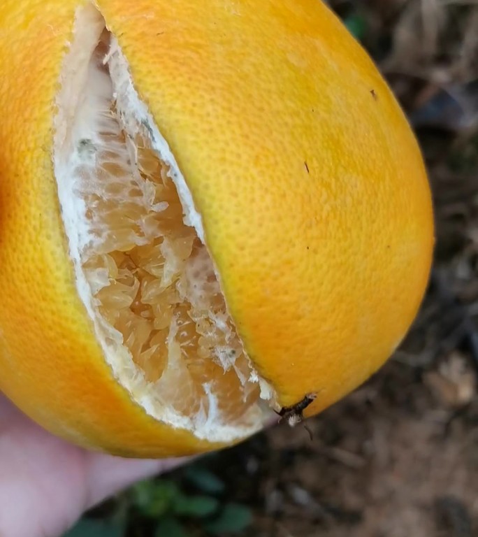 江西旱情干旱影响橙子爆裂