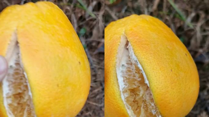 江西旱情干旱影响橙子爆裂