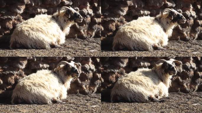 羊 西藏羊 西藏那曲 生小羊 西藏印象
