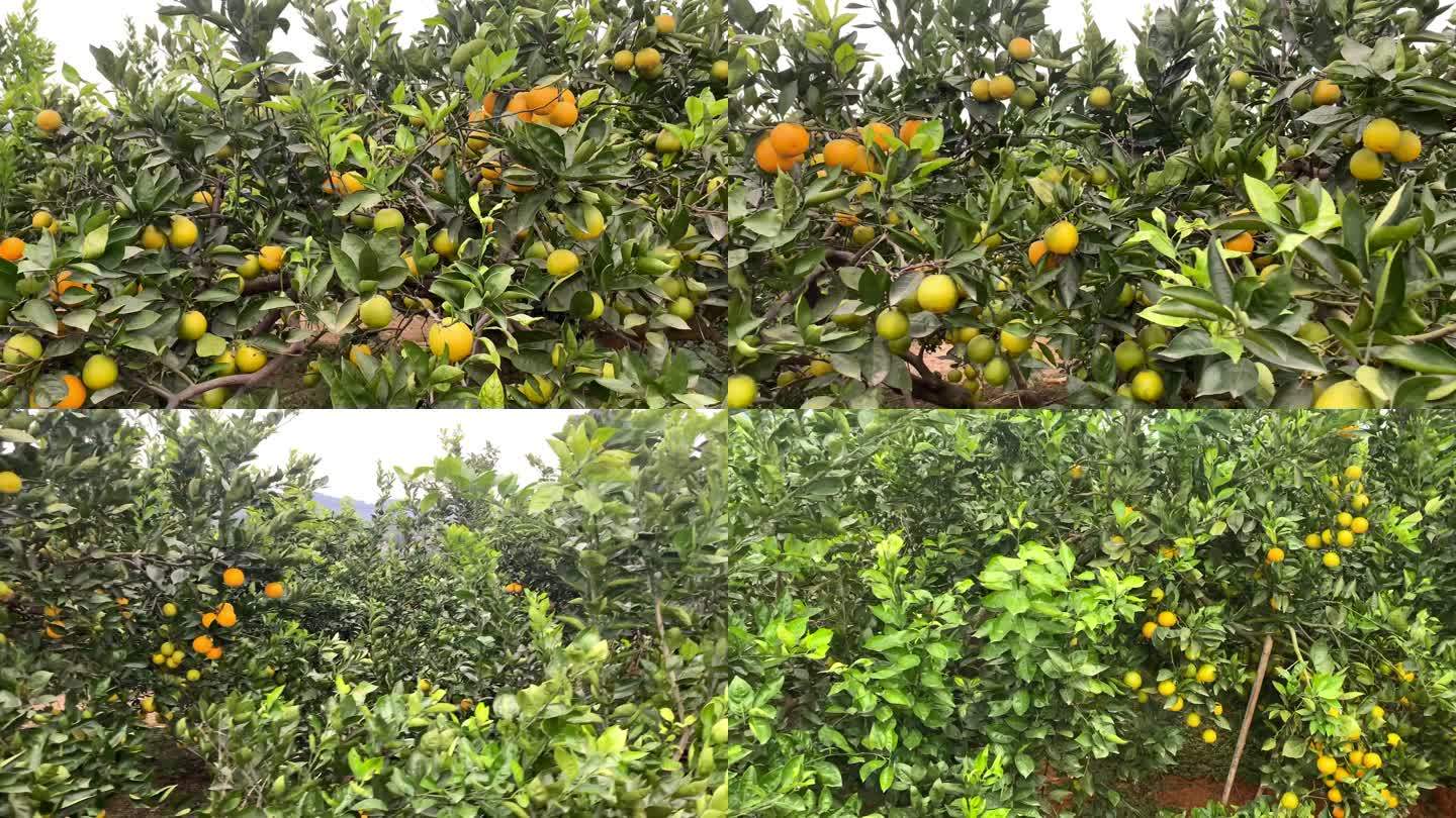 成熟的橘子林2（4K）