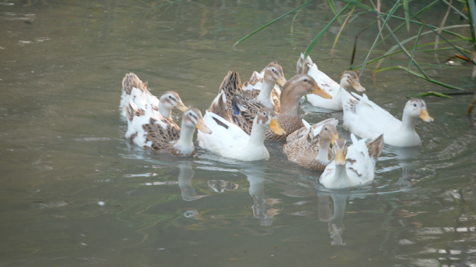 农家家养鸭子 鸭子在河水中游