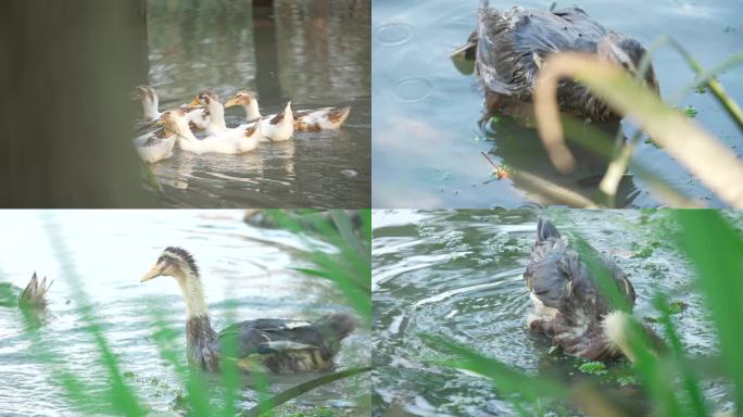 农家家养鸭子 鸭子在河水中游
