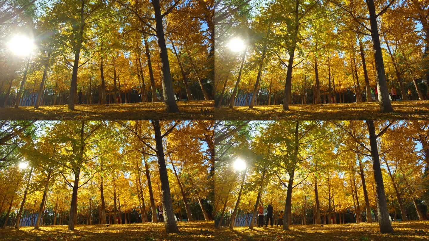 银杏树林光影变化公园艺境早晨游人拍照游客