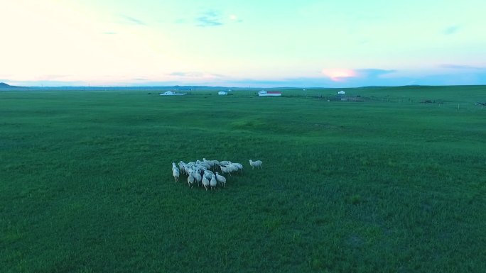 内蒙古草原羊群航拍