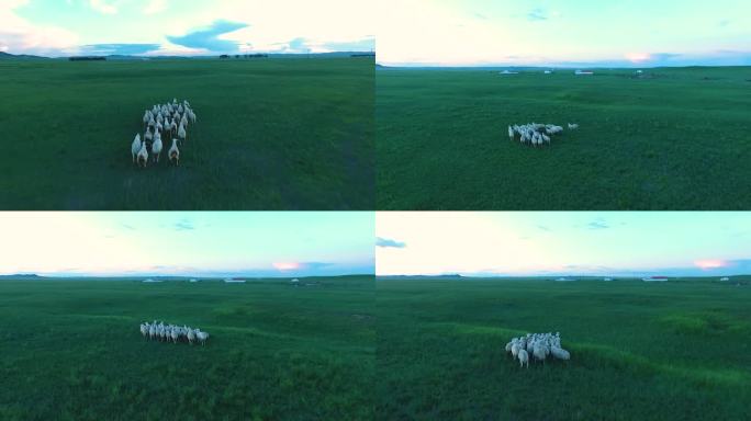 内蒙古草原羊群航拍