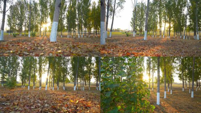 秋日清晨树林
