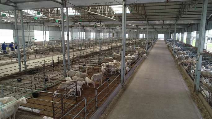 羔羊养殖