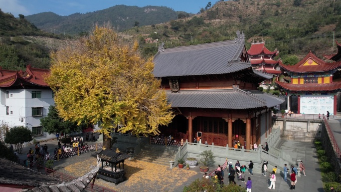 福建宁德霞浦建善寺银杏树航拍