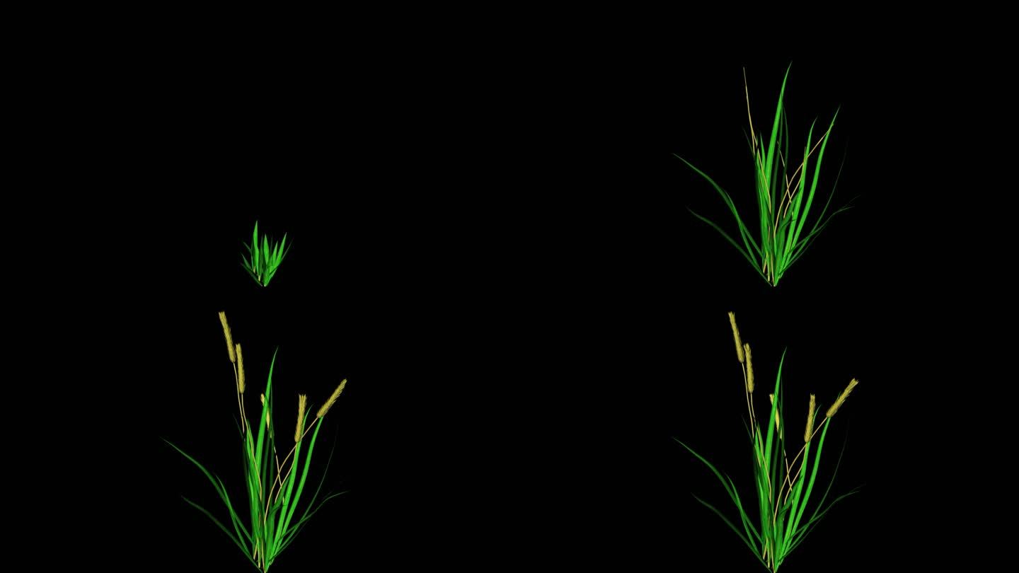 小麦生长动画（透明带通道）