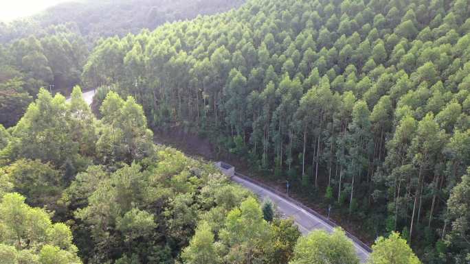 森林公路航拍树林道路汽车行驶航拍山区山路