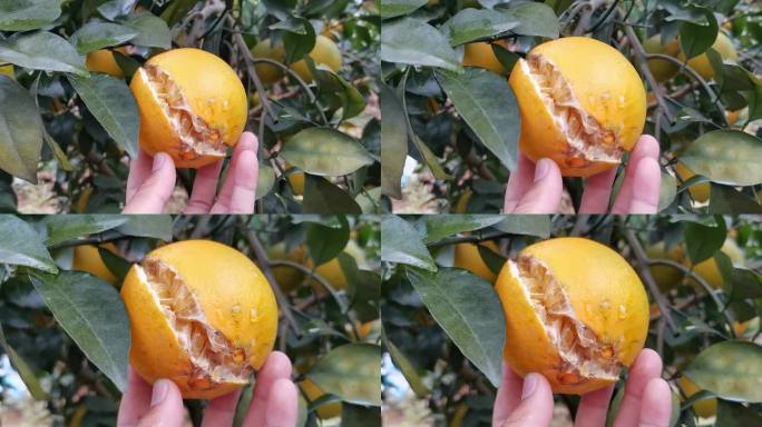 干旱影响橙子减产
