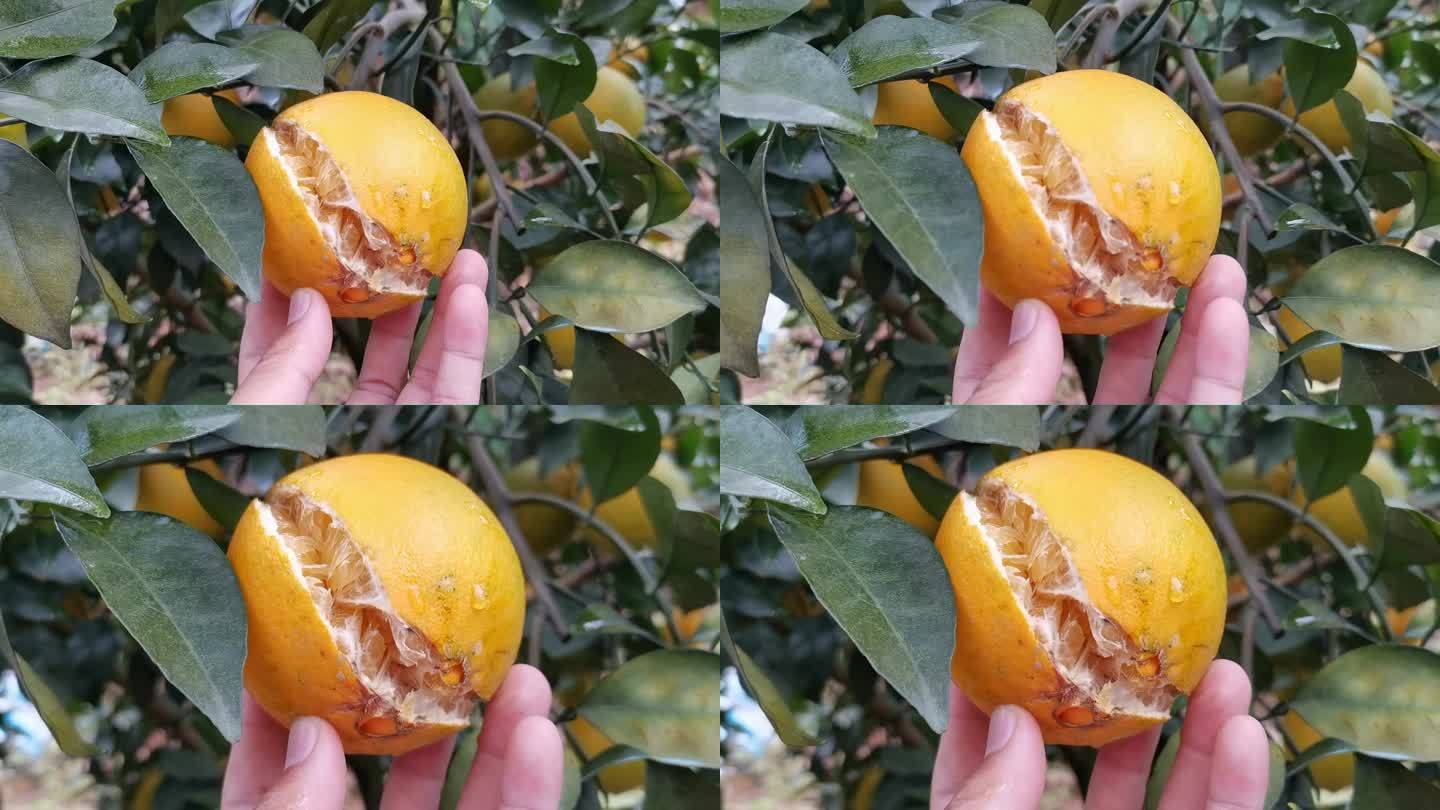 干旱影响橙子减产
