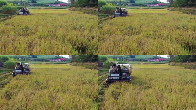 收割机 收稻谷 丰收 丰收季 水稻 农业