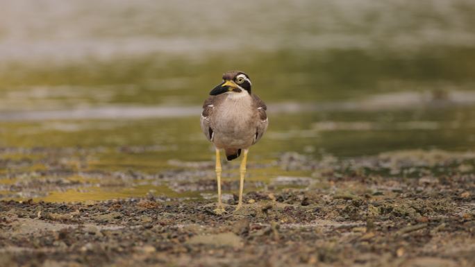 厚膝鸟：成年海滩厚膝鸟也被称为海滩石卷鹬（Esacus magnirostris）。