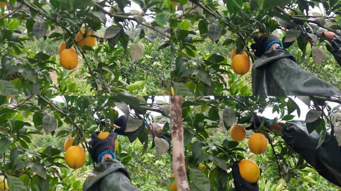 产地果园剪橙子