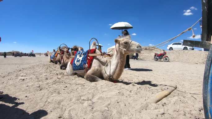 沙漠中的骆驼