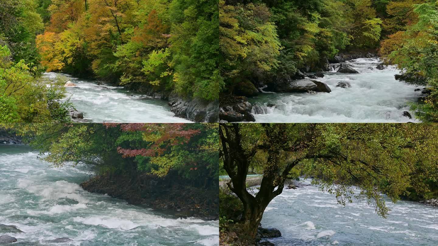 原生态大自然秋色彩林清澈溪水