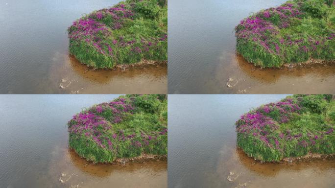 河岸江边湖边岸边生态绿色植被湿地公园水面