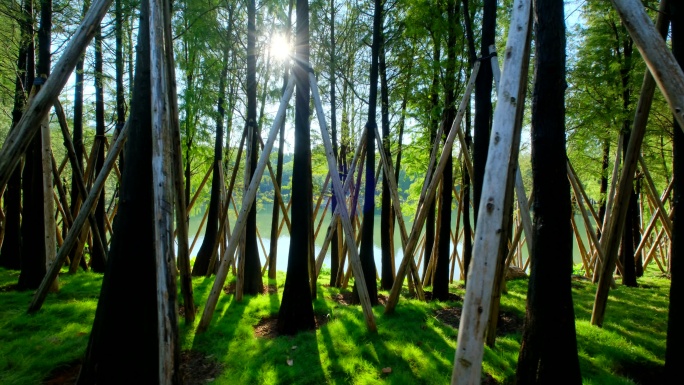 阳光森林树林水杉落羽杉光影大自然