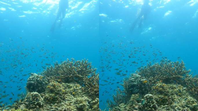 ี热带水域壮丽珊瑚花园的水下海景
