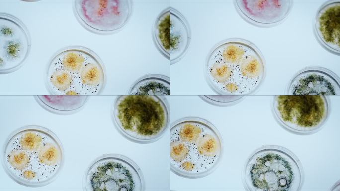 白色桌子上有彩色真菌霉菌的小培养皿。摄像机从一边对角线拍摄到另一边