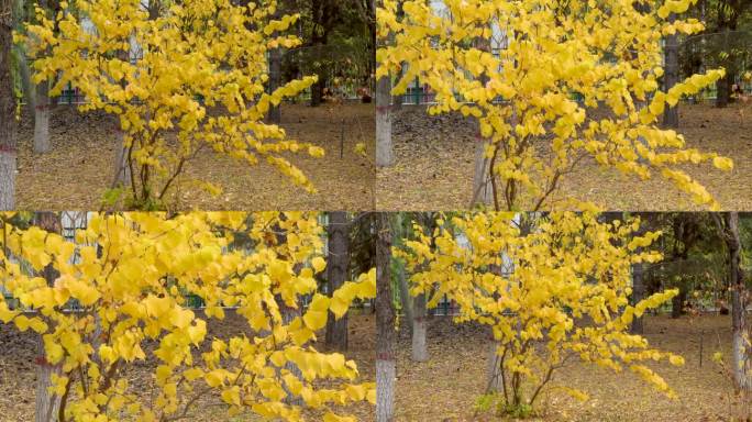 黄色叶子树