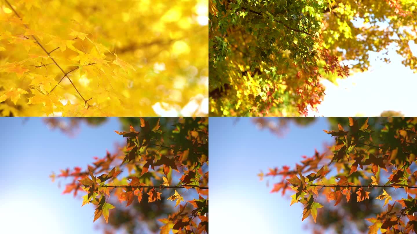 秋叶 意境纯美 枫林
