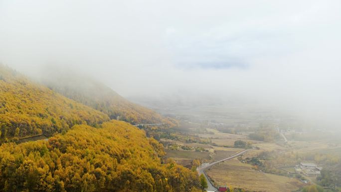 唯美大气高原秋色雾景延时