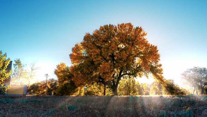 秋天阳光穿过树木光影移动延时
