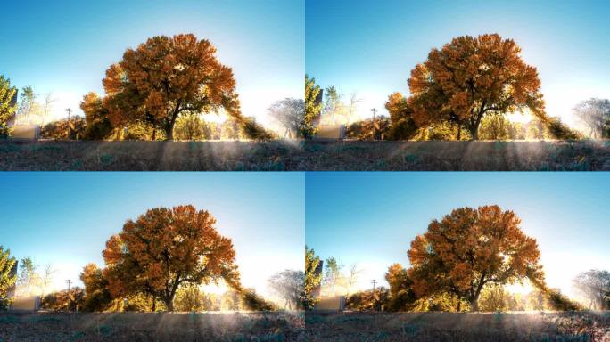 秋天阳光穿过树木光影移动延时