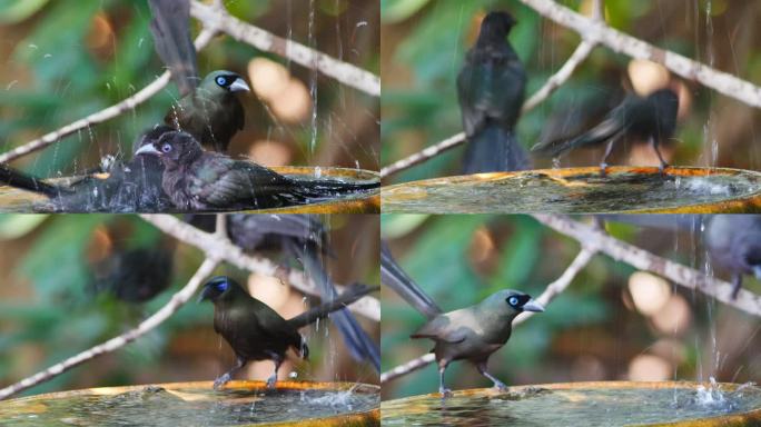 可爱的小鸟在洗澡。
