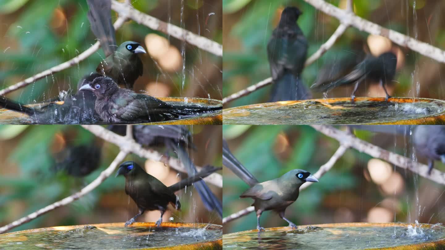 可爱的小鸟在洗澡。