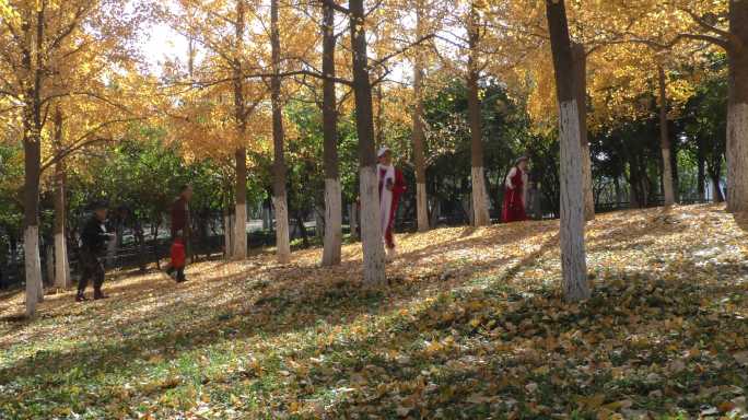 阳光秋天秋天风景秋天树林城市公园秋色宜人