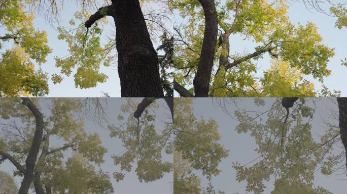 北京城市街道树木秋天黄叶4k