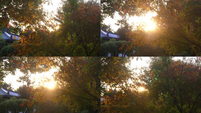 阳光树叶 阳光 早晨 傍晚 逆光树叶