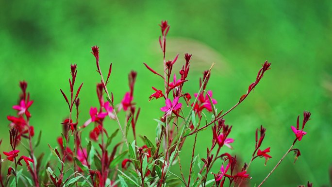 特写山桃草