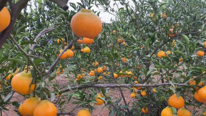 成熟的橘子林1（4K）