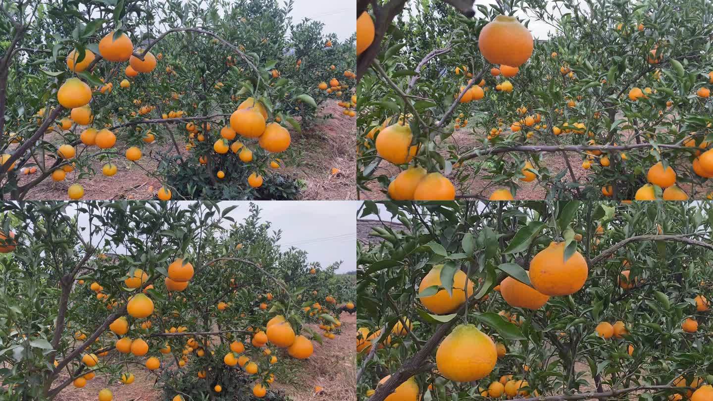 成熟的橘子林1（4K）