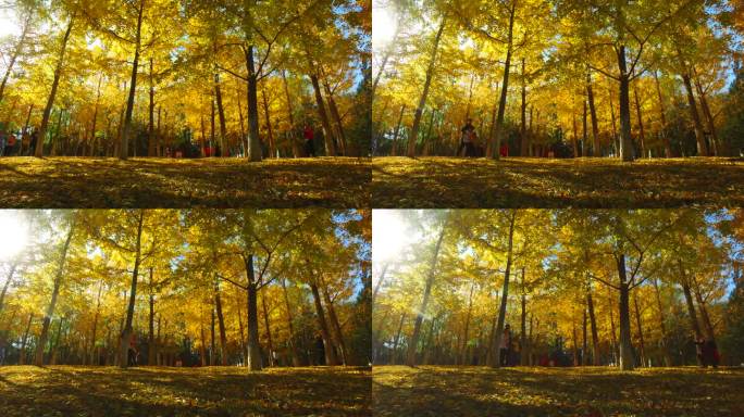 银杏树林光影变化银杏树银杏叶公园艺境拍照