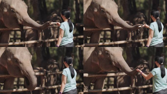 大象喂食友好亚洲象