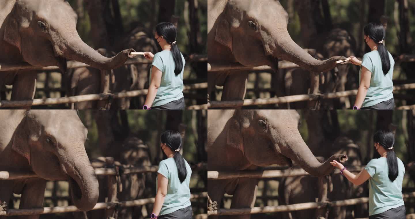 大象喂食友好亚洲象