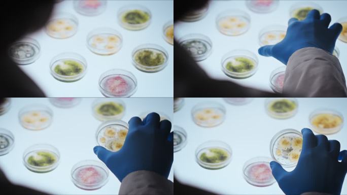 明亮的白色桌子上放着漂亮的小培养皿，上面有彩色真菌霉菌，医生戴着防护手套在检查其中一个