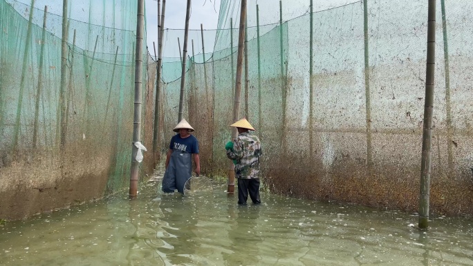 渔网 捕鱼 抓鱼 捞鱼 海上捕鱼 赶海