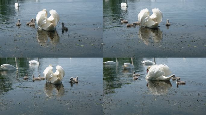 湖上保护小天鹅的成年哑天鹅