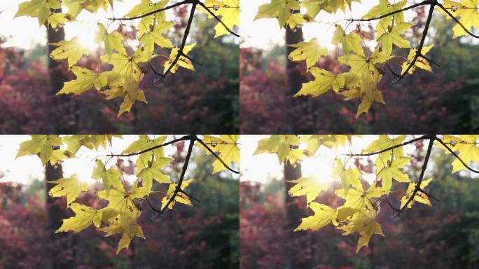秋天公园里黄色的树叶